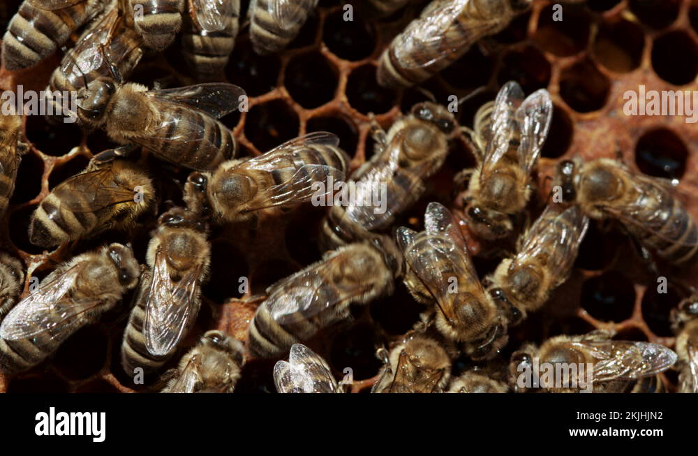 Bees seal the in apiary. Life of apis mellifera. Concept of