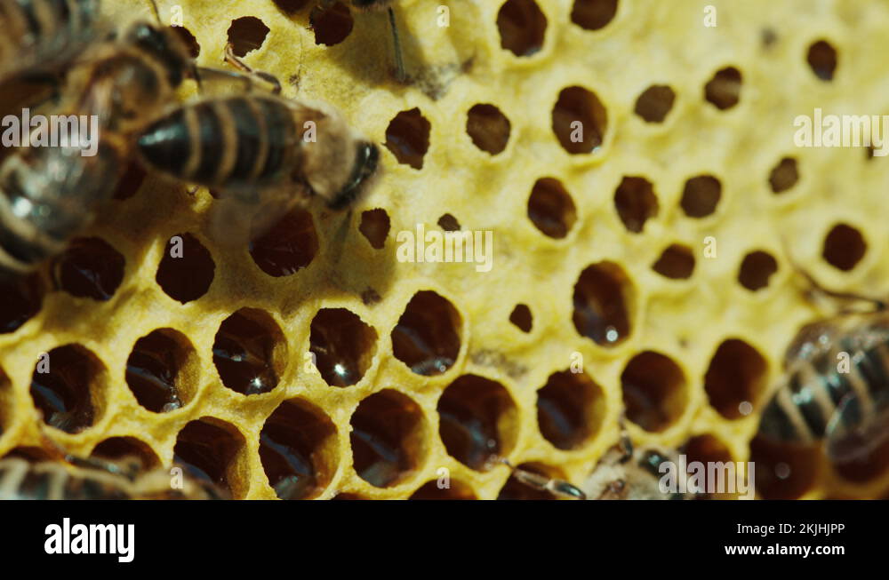 Honey bees apis mellifera bees Stock Videos & Footage HD and 4K Video