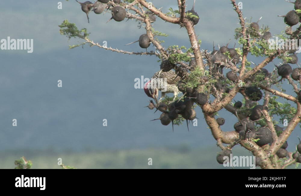 A woodpecker bird drilling a hole in acacia tree Stock Video Footage