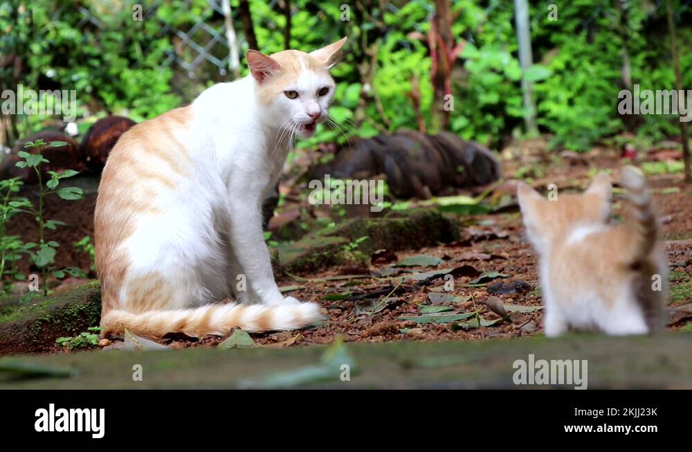 Cat's reaction on meeting a new kitten for the first time Stock Video
