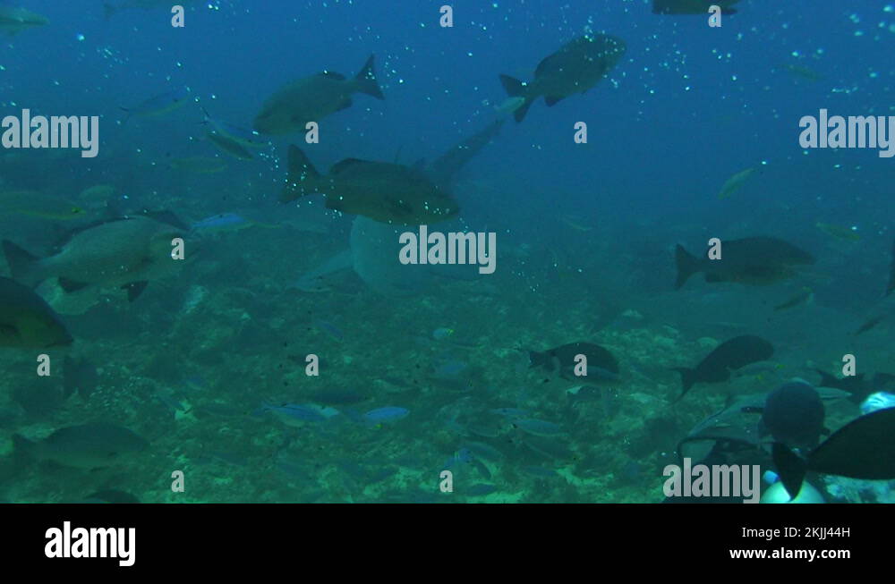 Multiple bull sharks feeding Stock Video Footage Alamy