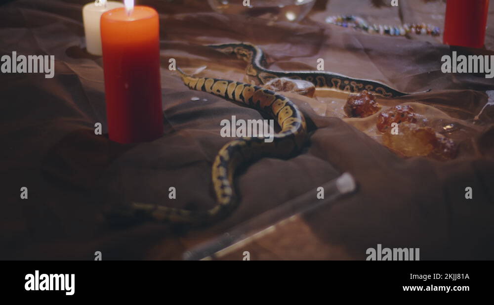 Two small snakes crawl on table with ritual objects Stock Video Footage