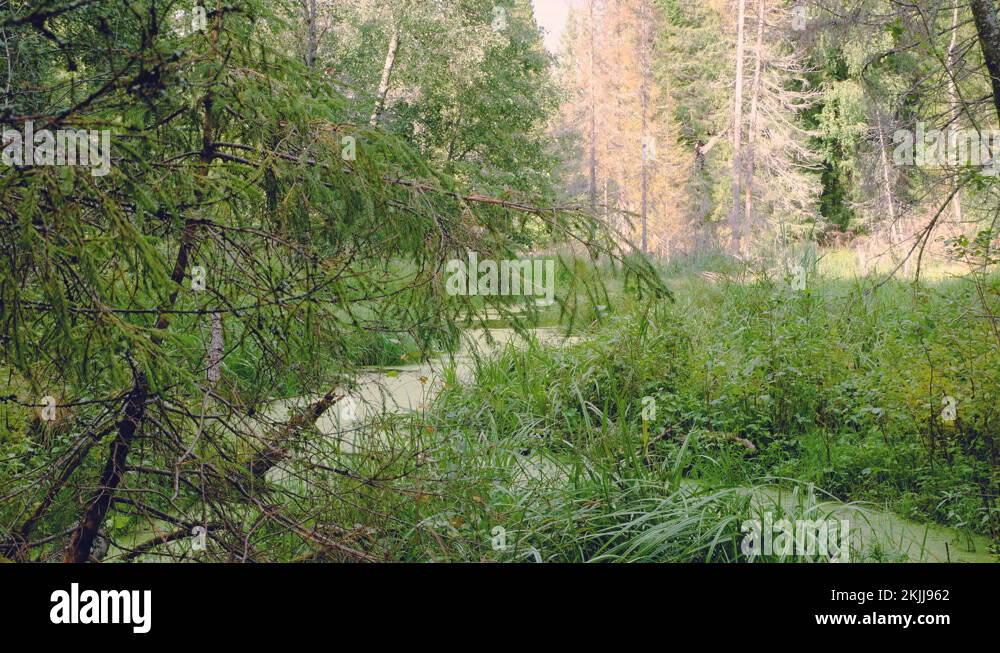 Beaver habitat. Deforestation and waterlogging Stock Video Footage Alamy