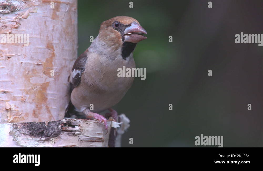 Adult environment Stock Videos & Footage - HD and 4K Video Clips - Alamy