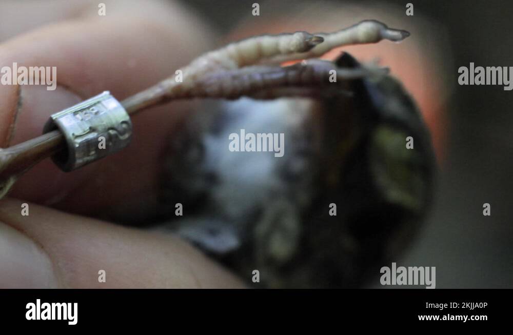 Birds leg band Stock Videos & Footage HD and 4K Video Clips Alamy