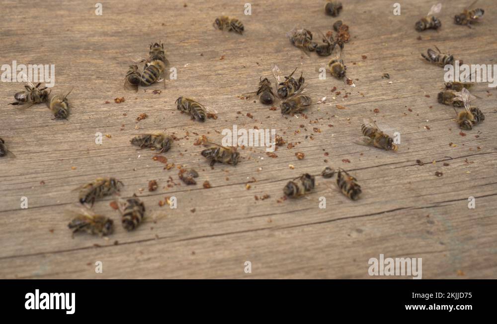 Dead honey bees Stock Videos & Footage HD and 4K Video Clips Alamy