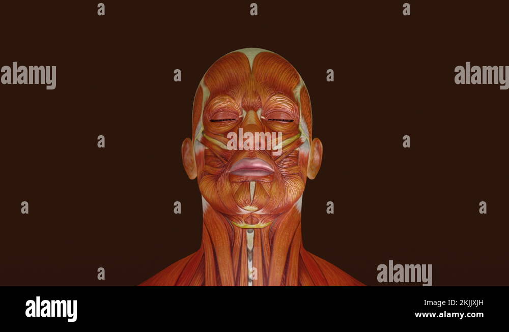Facial structure Stock Videos & Footage - HD and 4K Video Clips - Alamy