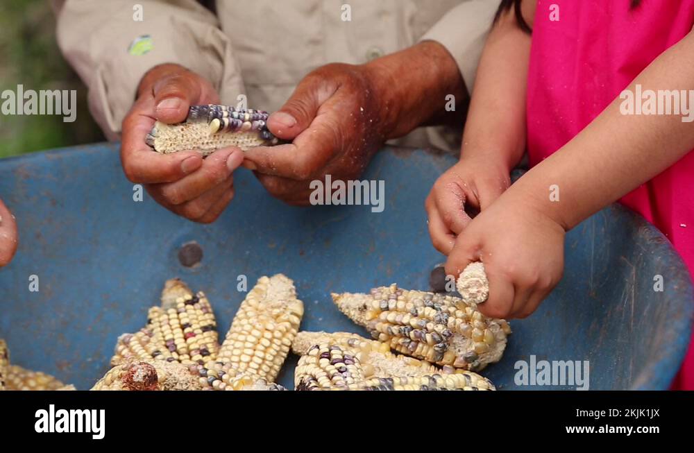 Shelling corn Stock Videos & Footage - HD and 4K Video Clips - Alamy