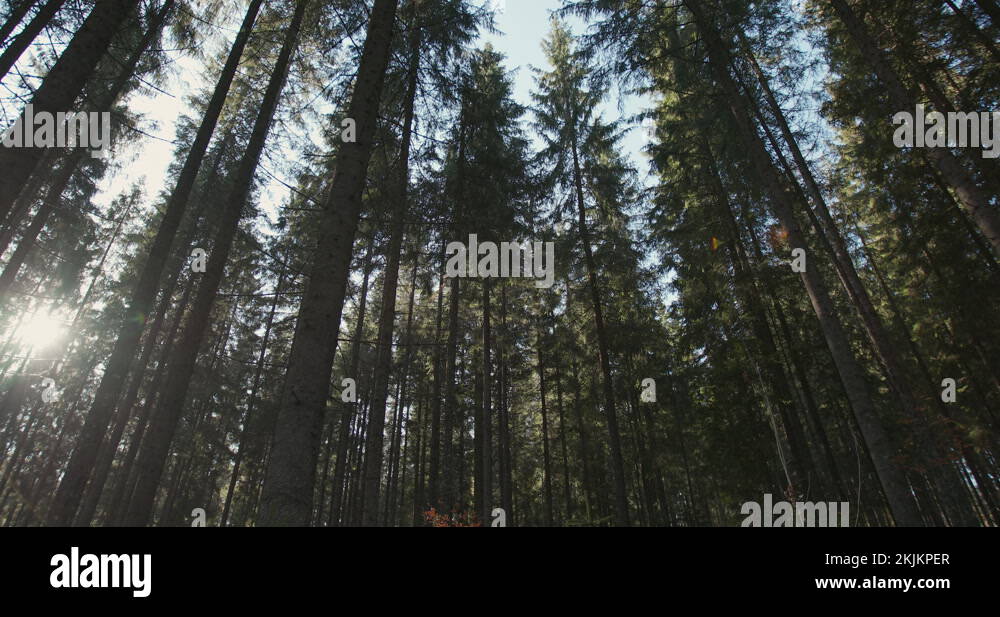 Tall trees sunburst Stock Videos & Footage - HD and 4K Video Clips - Alamy