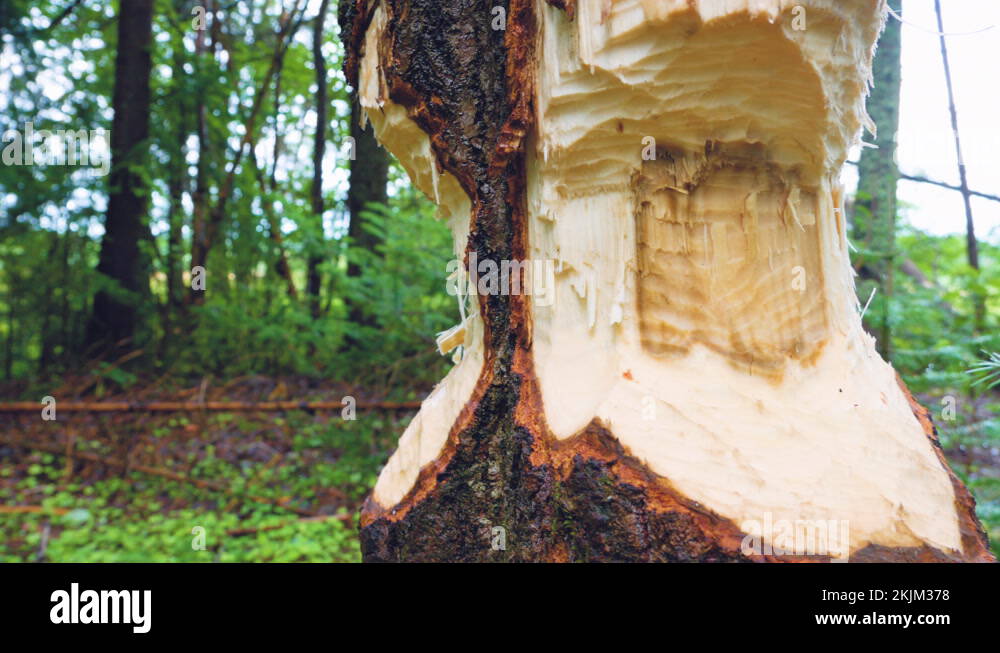Beaver habitat. Deforestation and waterlogging Stock Video Footage Alamy