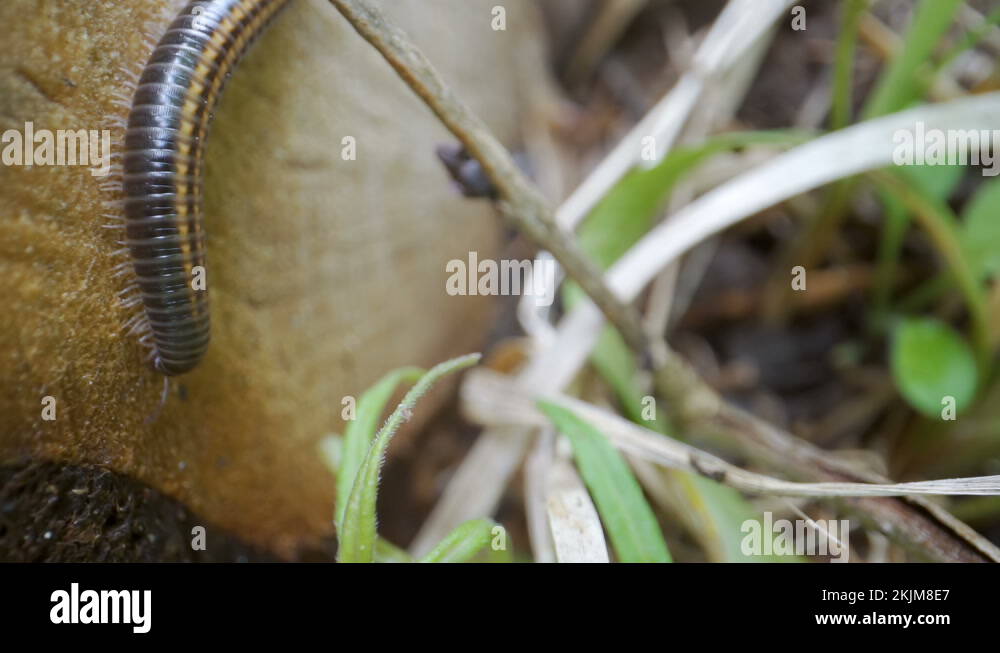 Black and yellow worm Stock Videos & Footage HD and 4K Video Clips Alamy