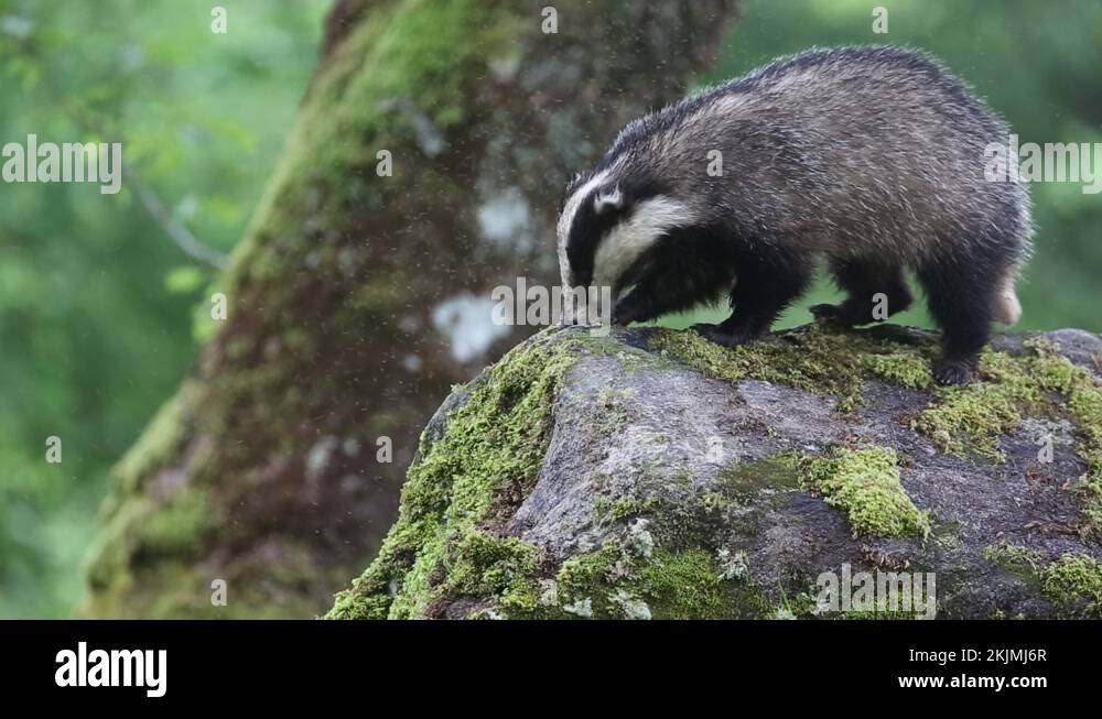 Uk meles meles Stock Videos & Footage - HD and 4K Video Clips - Alamy