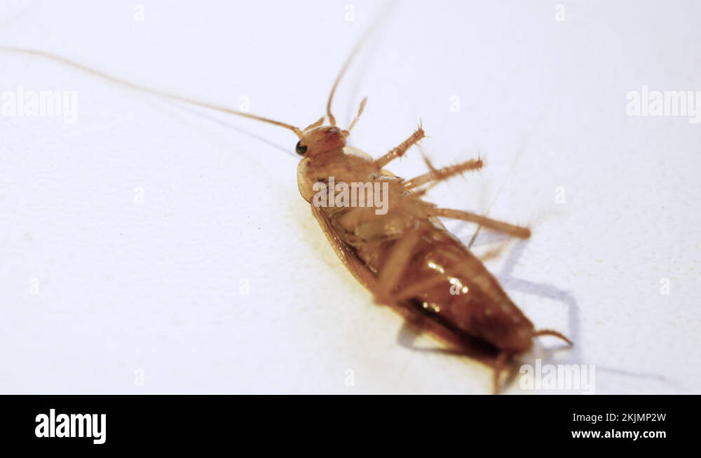 Extreme pest control Stock Videos & Footage HD and 4K Video Clips Alamy