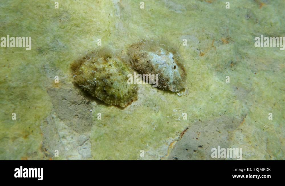 Sea snails underwater Stock Videos & Footage HD and 4K Video Clips