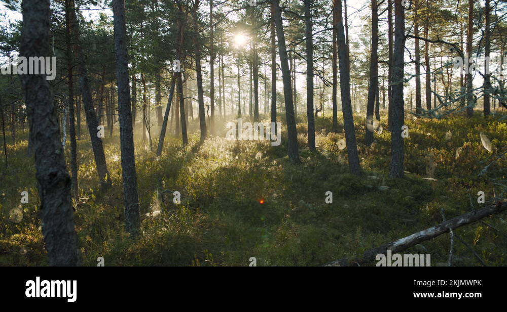 Sunny foggy forest in early morning after sunrise Stock Video Footage