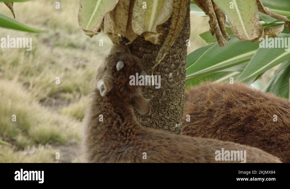 Ethiopian goats eating dead leaves and grass, Ethiopia Stock Video