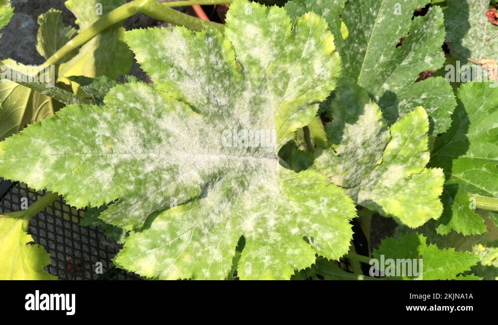 White powdery mildew Stock Videos & Footage HD and 4K Video Clips Alamy