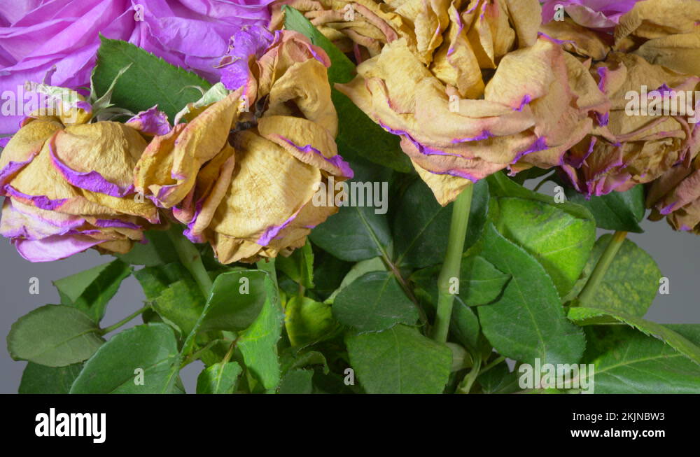 Flowers vase dying Stock Videos & Footage HD and 4K Video Clips Alamy