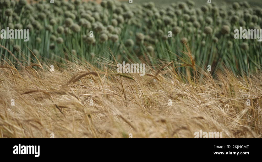 Onion ear Stock Videos & Footage HD and 4K Video Clips Alamy