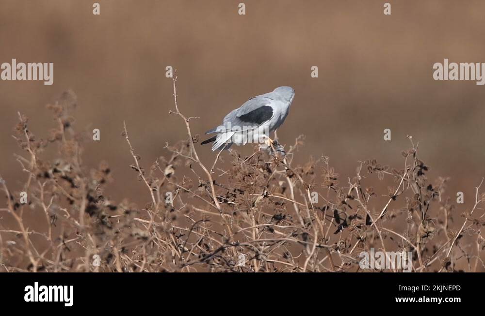 Blackwinged kite or Blackshouldered kite prey on Günther's vole Stock