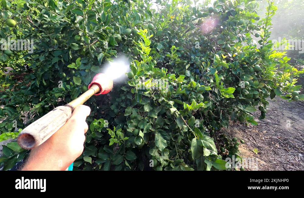 POV of Fumigate pistol spraying pesticide on fruit lemon trees Stock