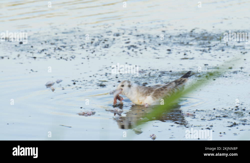 Fishgiblets Stock Videos & Footage HD and 4K Video Clips Alamy