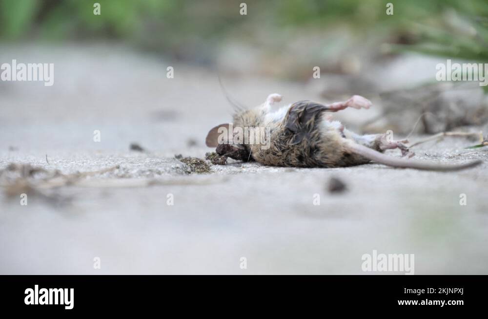 Spreading diseases Stock Videos & Footage HD and 4K Video Clips Alamy