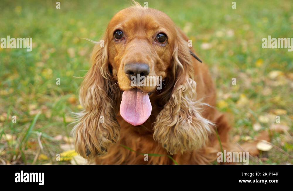 Dog with long furry ears Stock Videos & Footage HD and 4K Video Clips