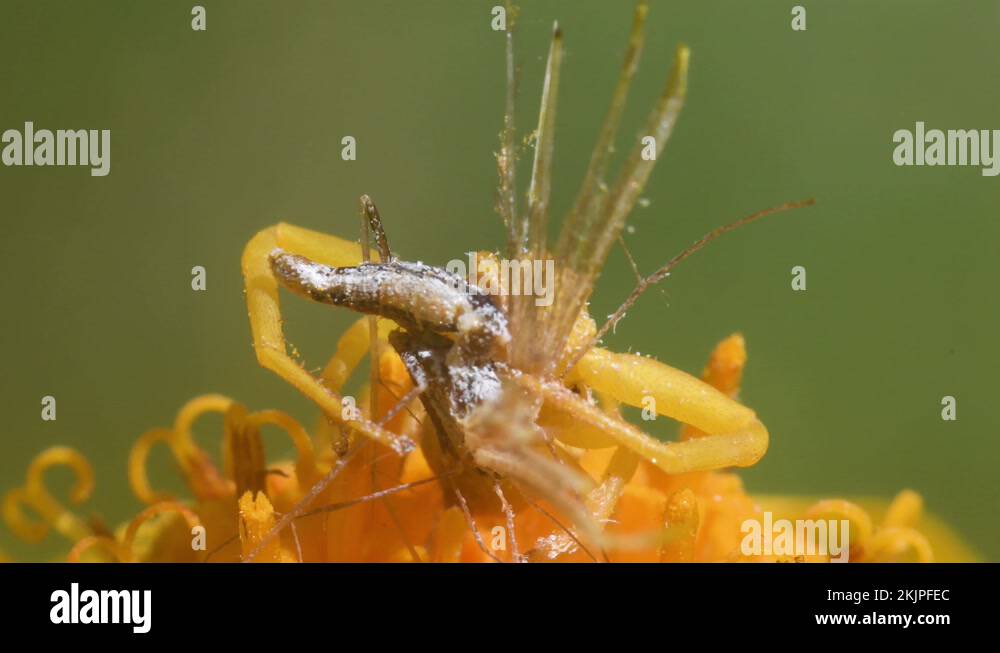 crab spider haunts for prey on Arnica montana, Thomisus, Alucita