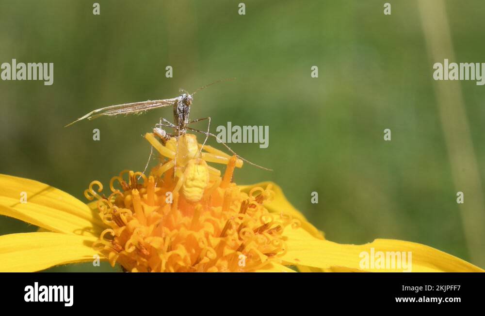 crab spider haunts for prey on Arnica montana, Thomisus, Alucita