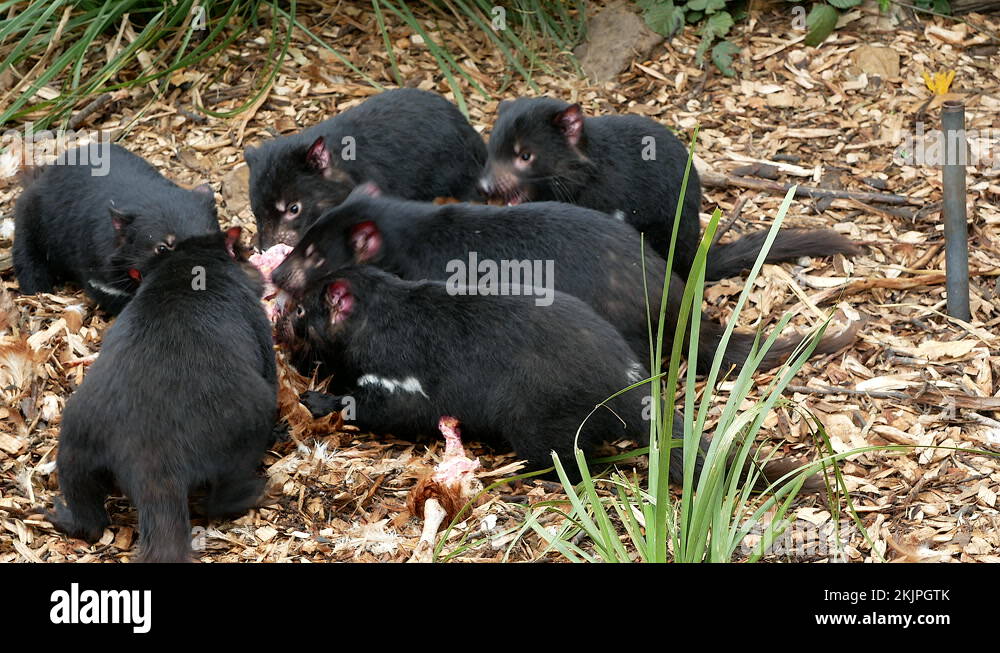 Tasmanian Devil, feeding frenzy Stock Video Footage - Alamy