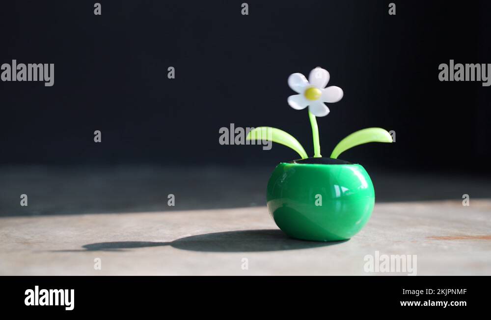 Dancing flower pot Stock Videos & Footage HD and 4K Video Clips Alamy