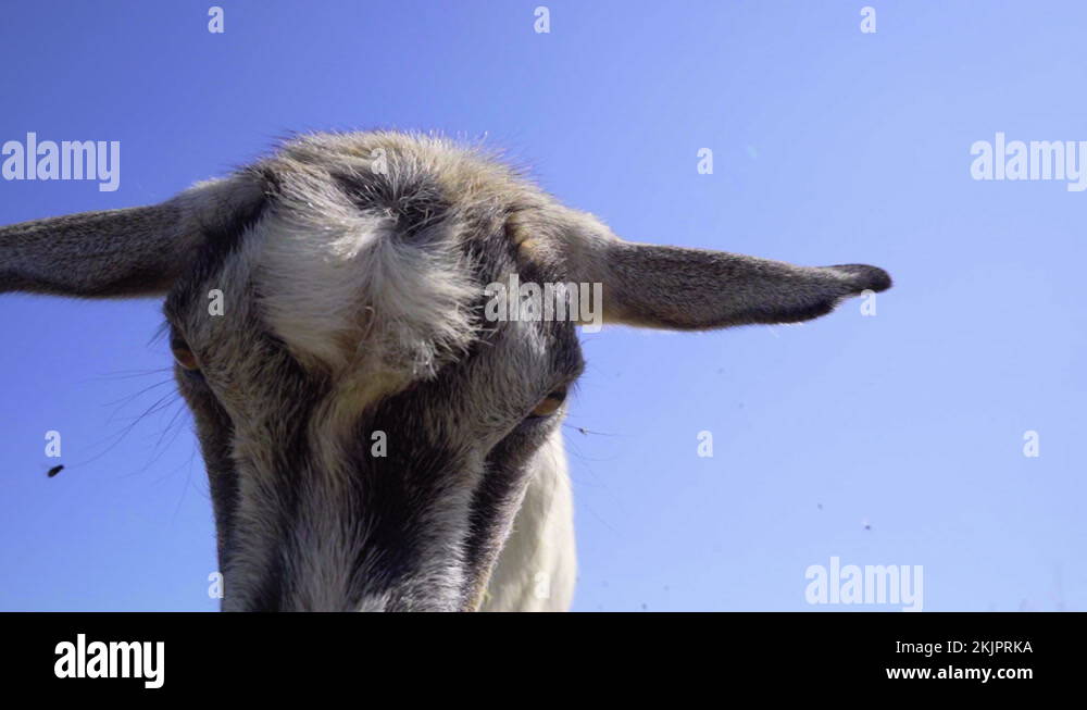 Butting head Stock Videos & Footage HD and 4K Video Clips Alamy