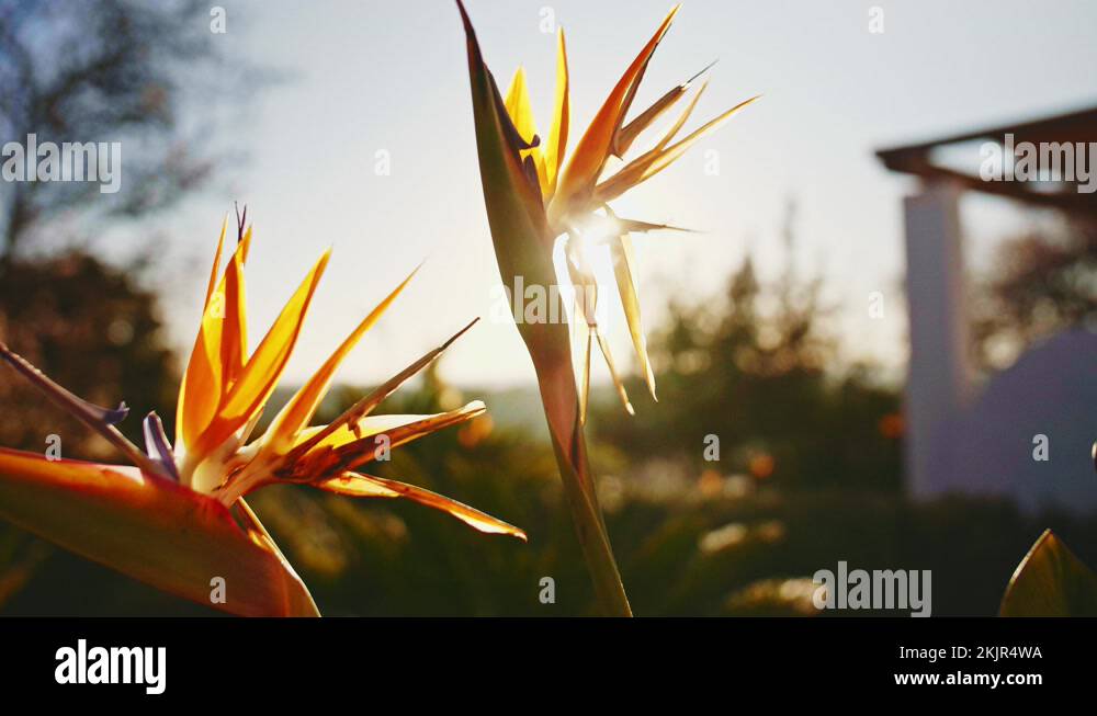 Blooming Bird Of Paradise Flower, Close Up, Lens Flare. SLOW MOTION