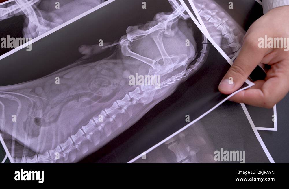 Objects X Rayed Foreign object x ray Stock Videos & Footage - HD and 4K Video Clips - Alamy