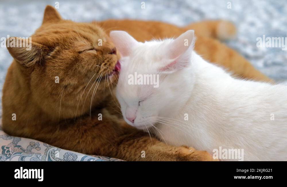 British scottish cat washes a white cat. Happy cats wash each other