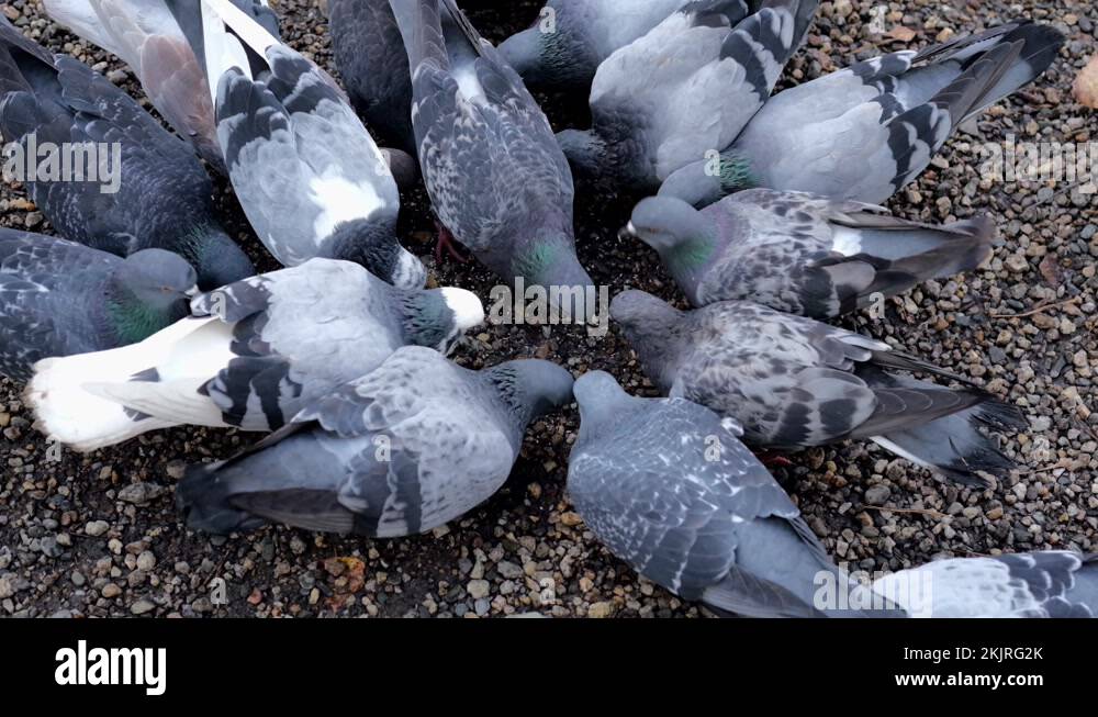 Flock of white doves Stock Videos & Footage HD and 4K Video Clips Alamy