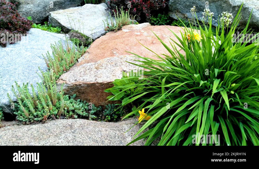 Flower growing between stones Stock Videos & Footage HD and 4K Video