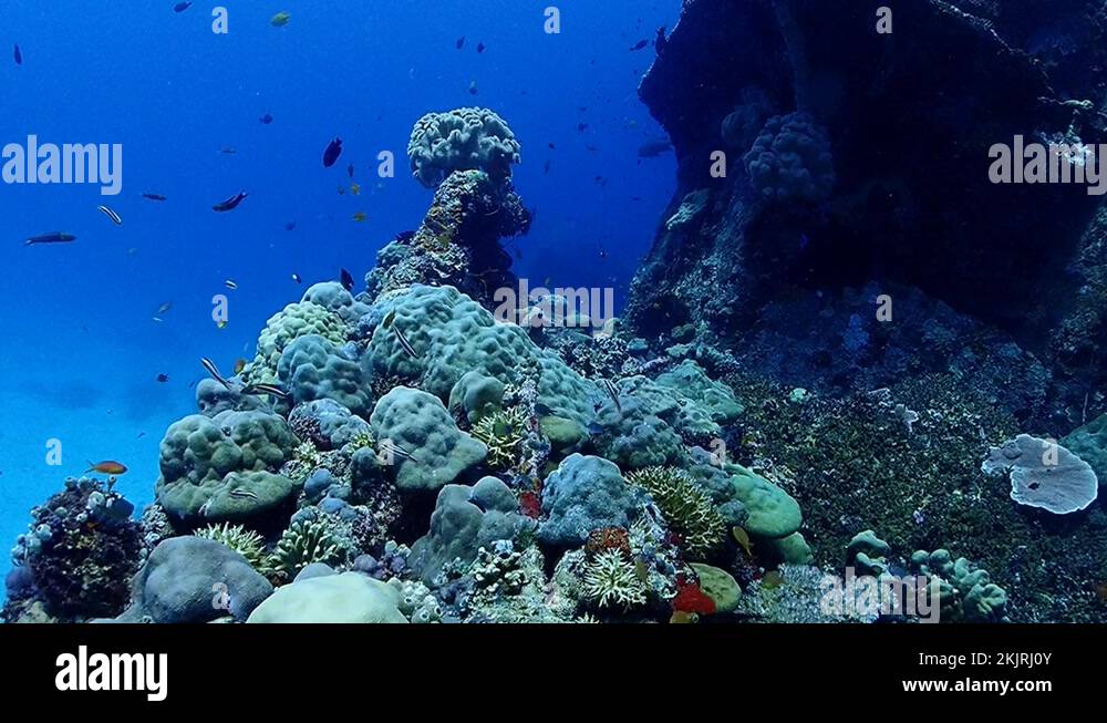 Papua New Guinea Diving over the wreck coral in PNG. Duke of York