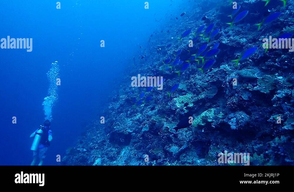 Scuba Diving in Papua New Guinea, PNG underwater world Stock Video