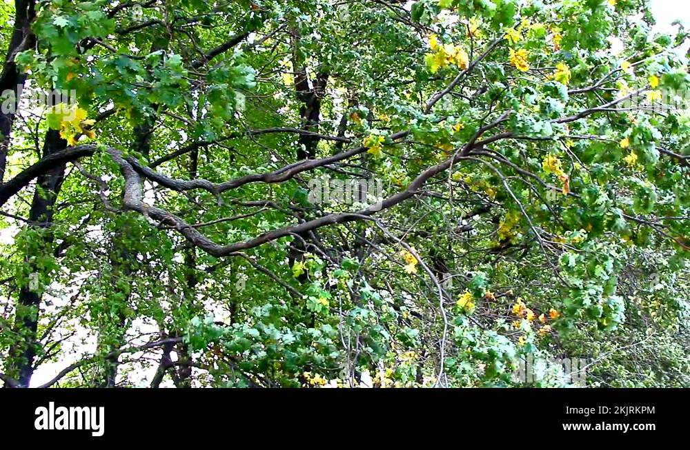 Trees wind belt Stock Videos & Footage HD and 4K Video Clips Alamy