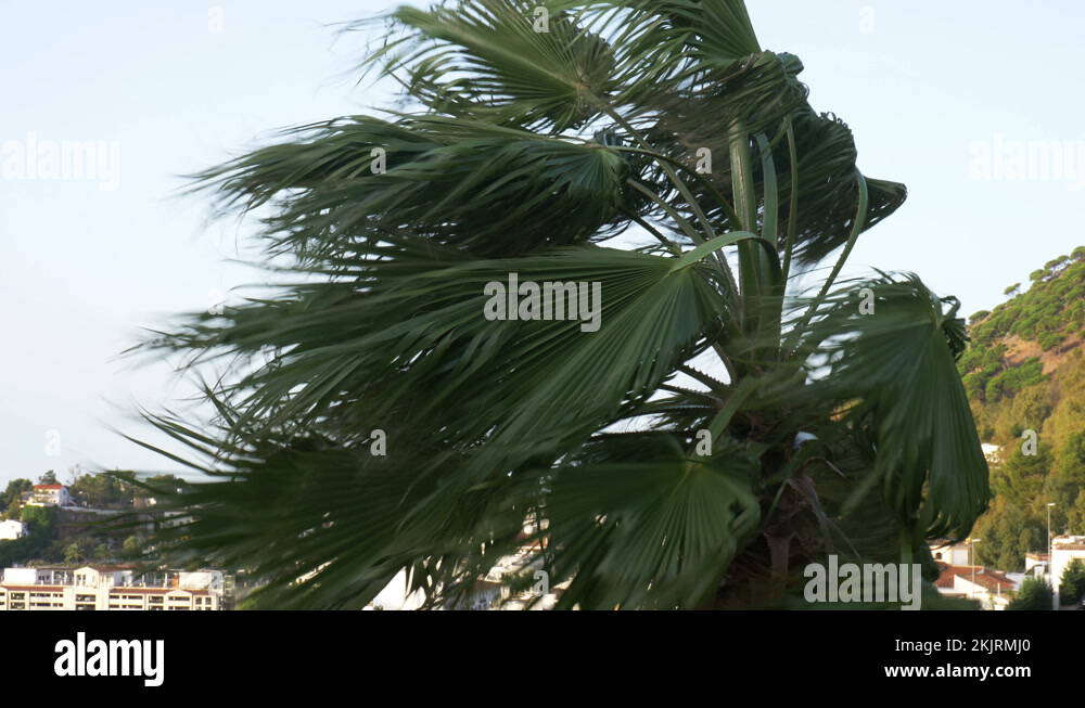 Palm trees bending Stock Videos & Footage - HD and 4K Video Clips - Alamy