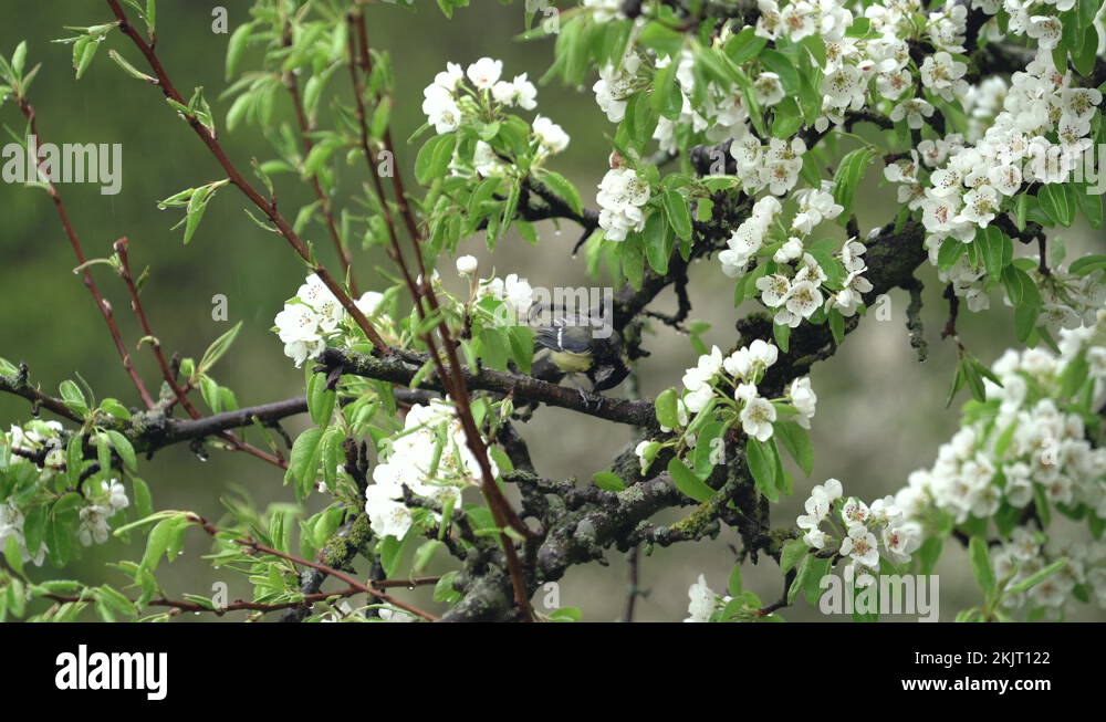 Titmouse bird is sitting on blooming tree with many white flowers in ...