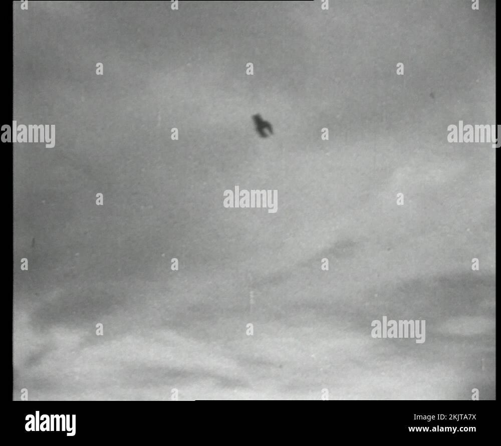 Homing pigeons deliver a military message to soldiers, UK 1945 Stock