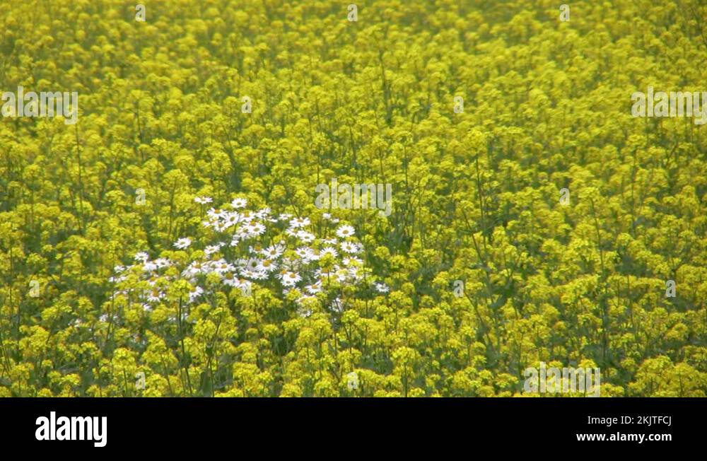 Eat daisy Stock Videos & Footage HD and 4K Video Clips Alamy