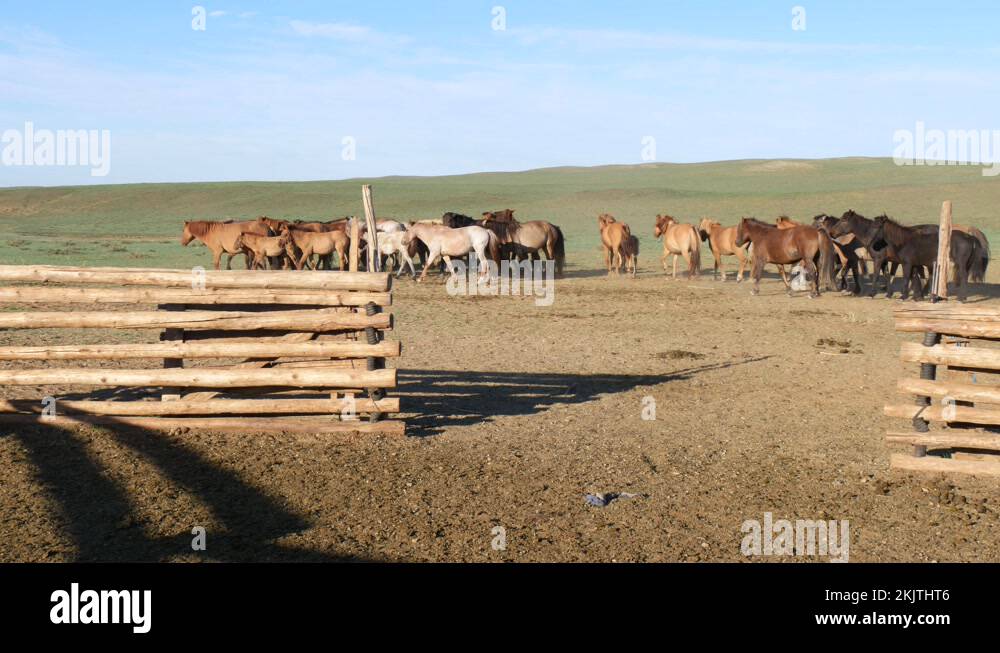 Herd of horses in the mongolian steppe Stock Videos & Footage - HD and ...