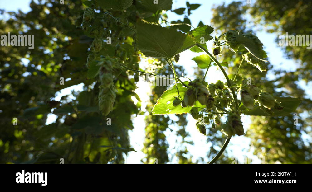 Froth on plants Stock Videos & Footage HD and 4K Video Clips Alamy