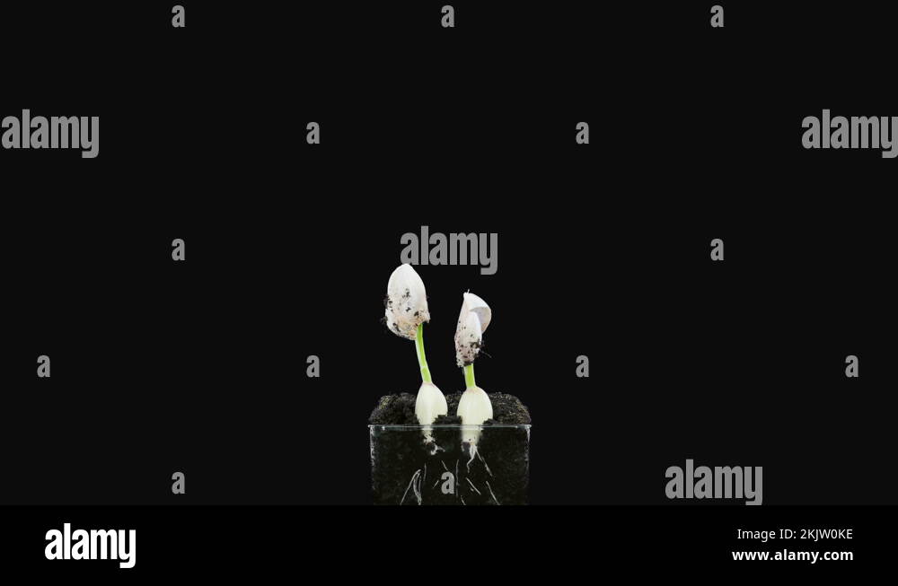 Timelapse of growing garlic cloves in RGB + ALPHA matte format Stock Video Footage Alamy