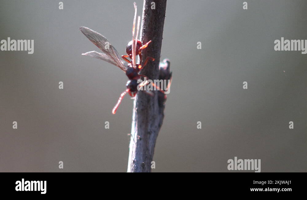 Ant mating Stock Videos & Footage HD and 4K Video Clips Alamy