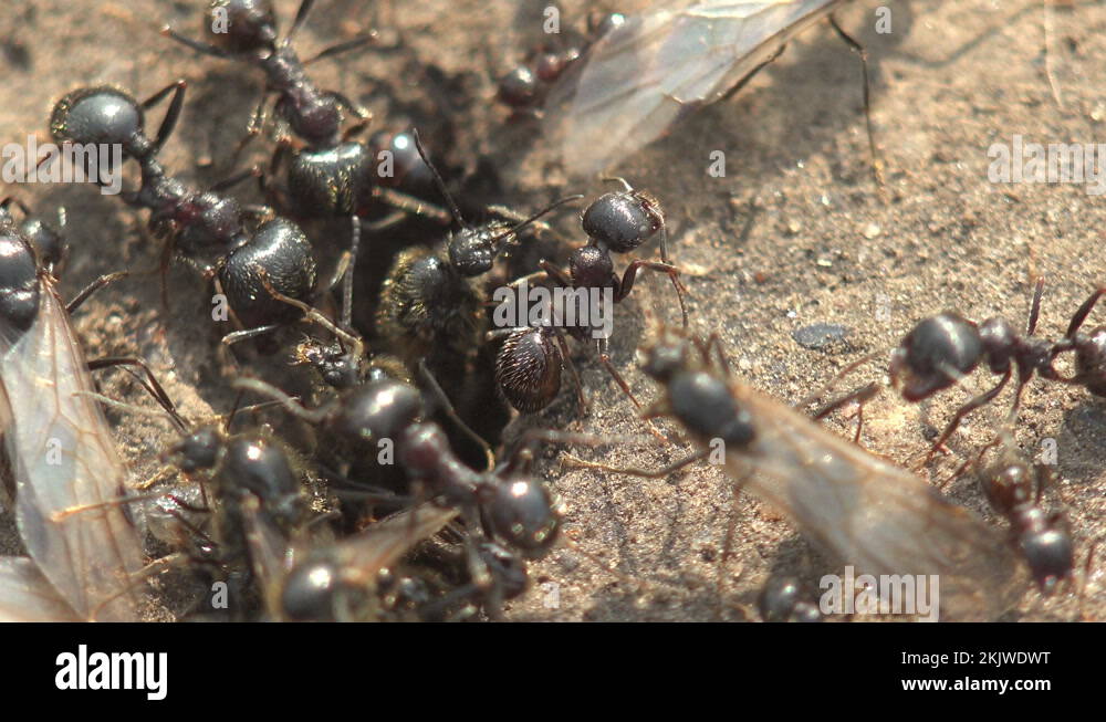 Worker ants are driven out of the nest a Queens of ants. Winged ants